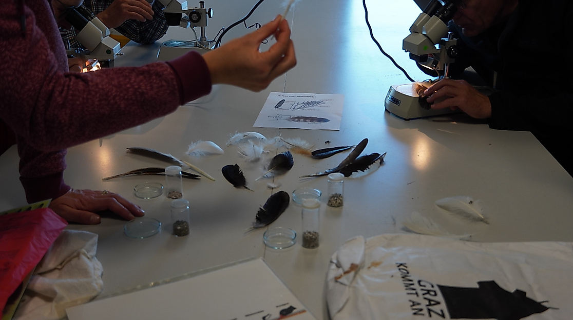 Kompaktwissen Zugvögel