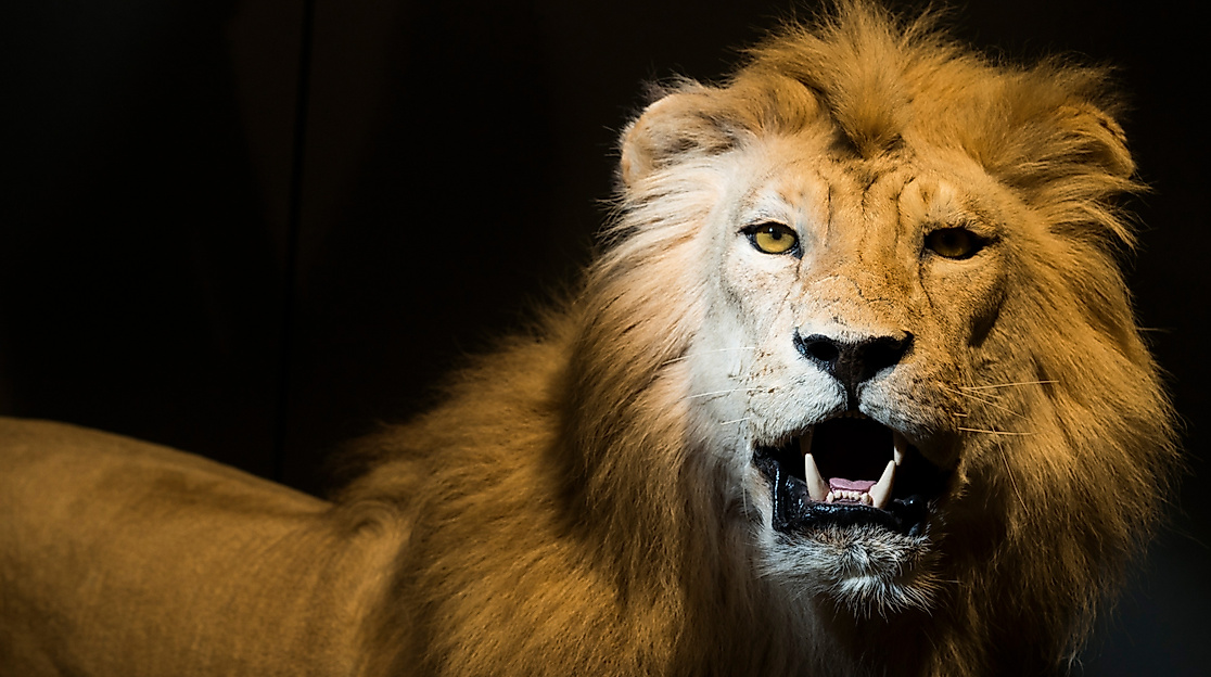 Museum der Natur Hamburg - Zoologie