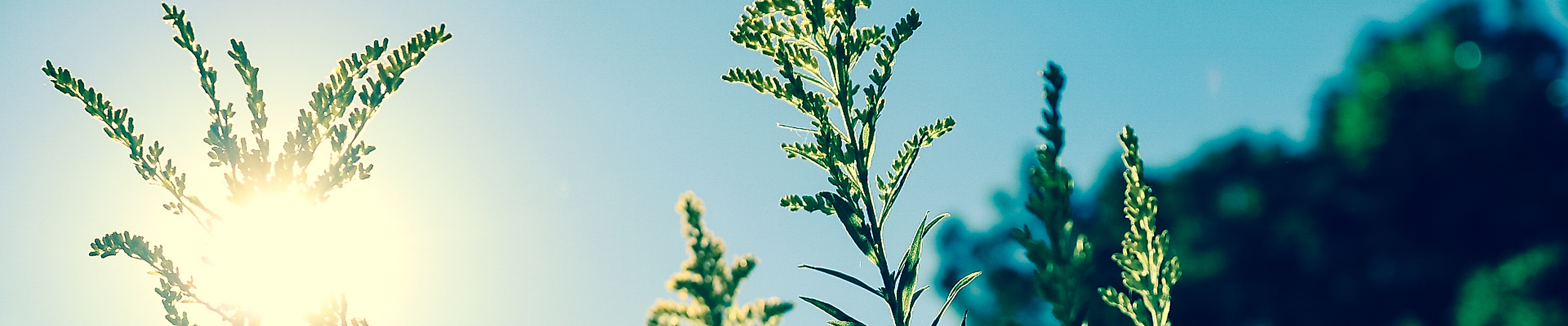 Gräser bei Sonne von unten vor blauem Himmel