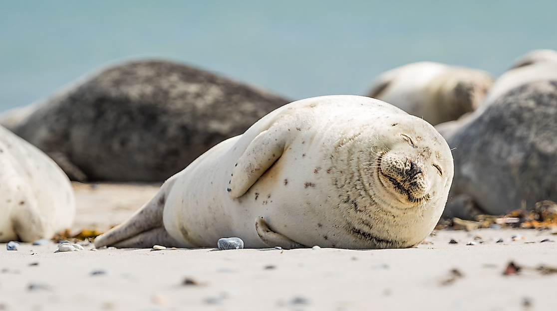 Seehunde Nordsee