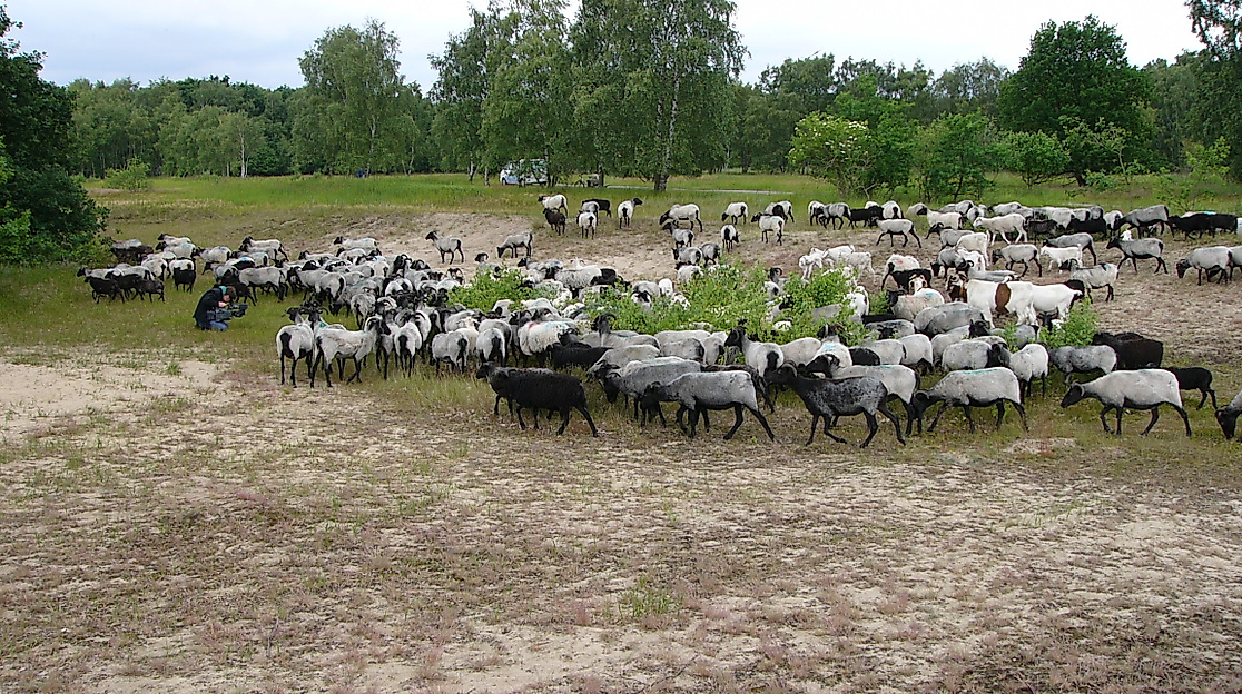 boberger-duenen_schafe_c-infohaus-boberg-loki-schmidt-stiftung_01