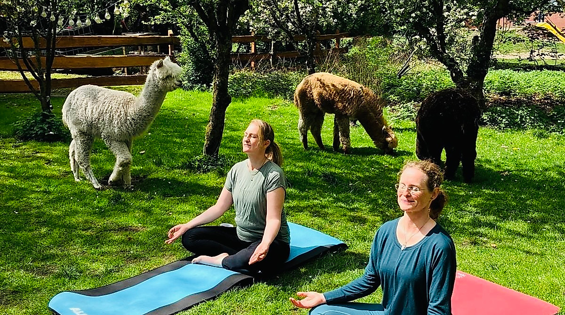 Gnarrenburg erleben: Yoga mit Alpakas