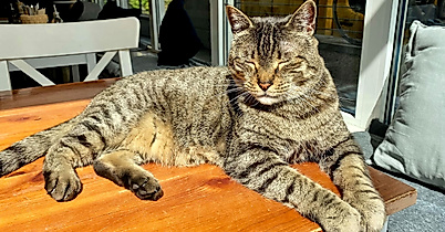 Katers Köök Cat Newman