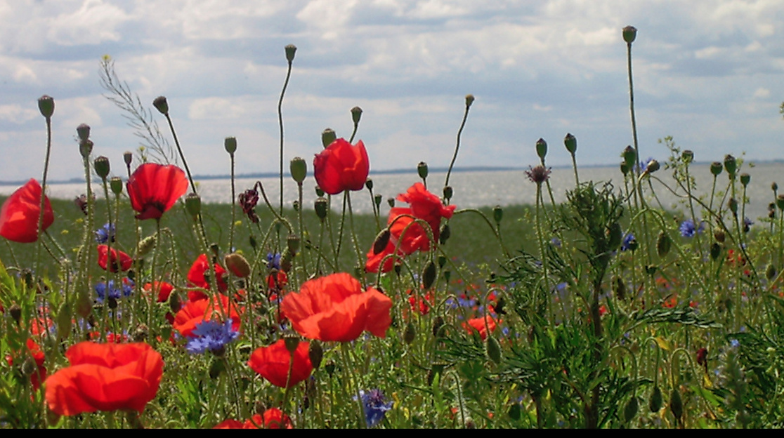 Blumenwiese vor der Ostsee