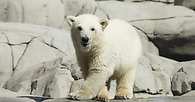 Baby polar bear in Hagenbecks zoo