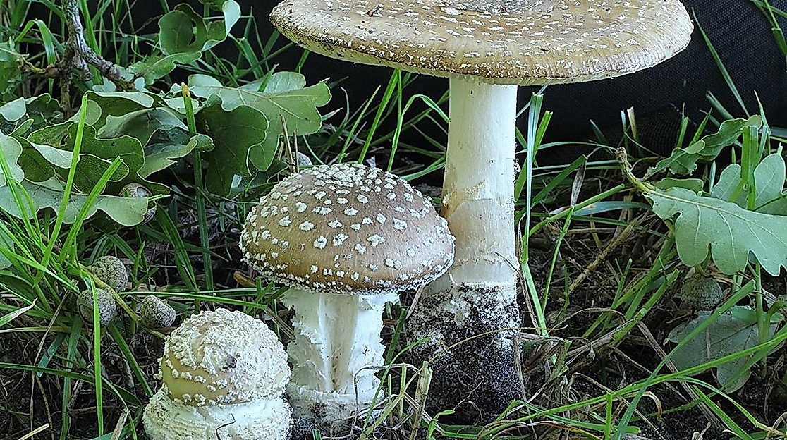 Natur leicht gemacht:Die bunte Vielfalt der Pilze im Buchen- und Eichenwald