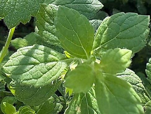 Destillations-Workshops - Workshop: Melissen-Destillation