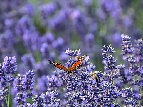 Kräutertag in Horstedt