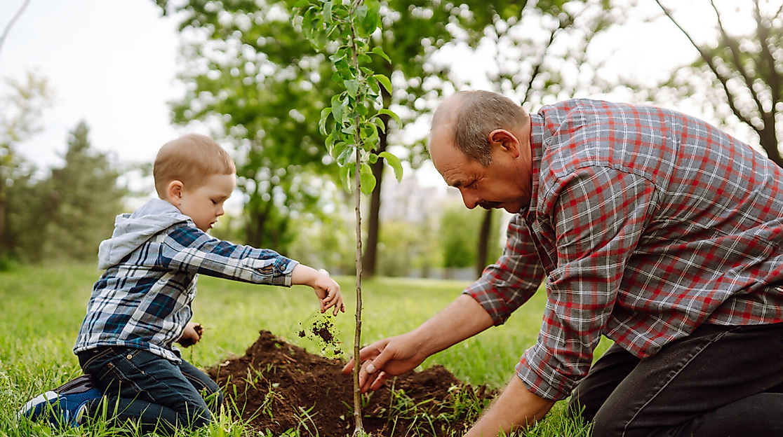 baum-pflanzencmaksym-belchenkoistock-1250004921-1500x1001