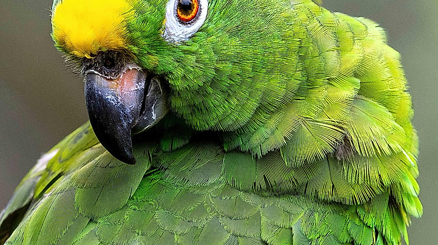 Ein Bewohner der artenreichsten Region der Erde