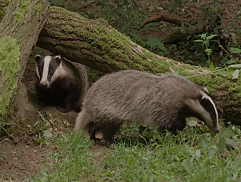 Dachse - Unsere unbekannten Nachbarn
