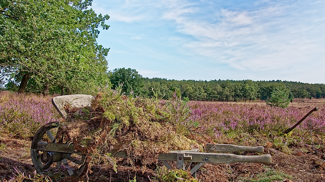 Lueneburger Heide