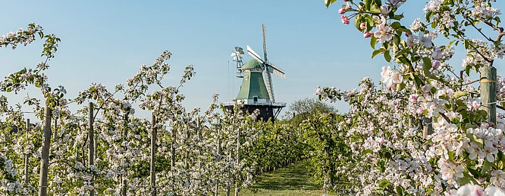 altes-land_bluete-im-alten-land_windmuehle_c-sven-mirow-photography