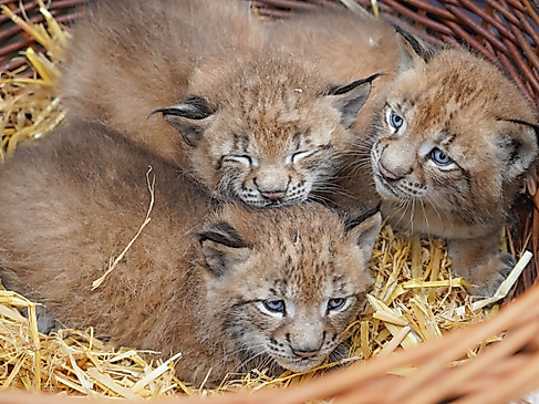 Wildpark-Schwarze-berge-Luchs-Drillinge-C-Wildpark-Schwarze-Berge