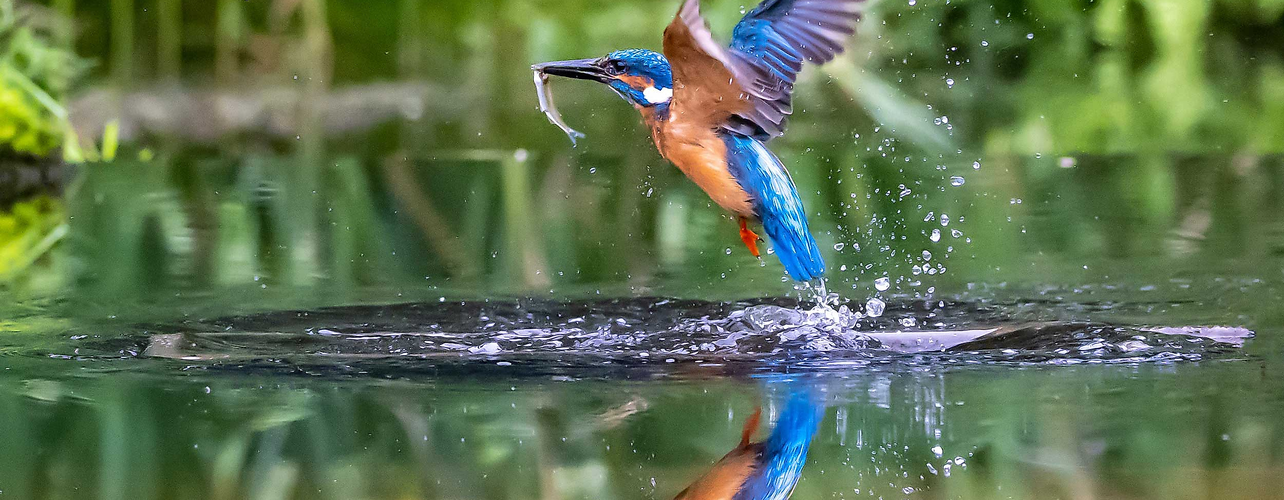 Billetal-Eisvogel-c-AdobeStock-Edwin-Butter-451214692