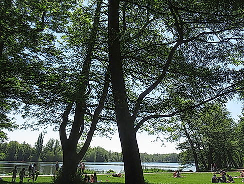 Liegewiese im Stadtpark
