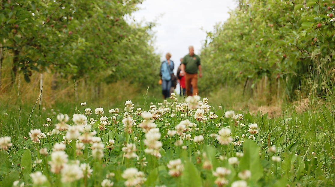 Obsthofwanderung auf dem Herzapfelhof im Alten Land