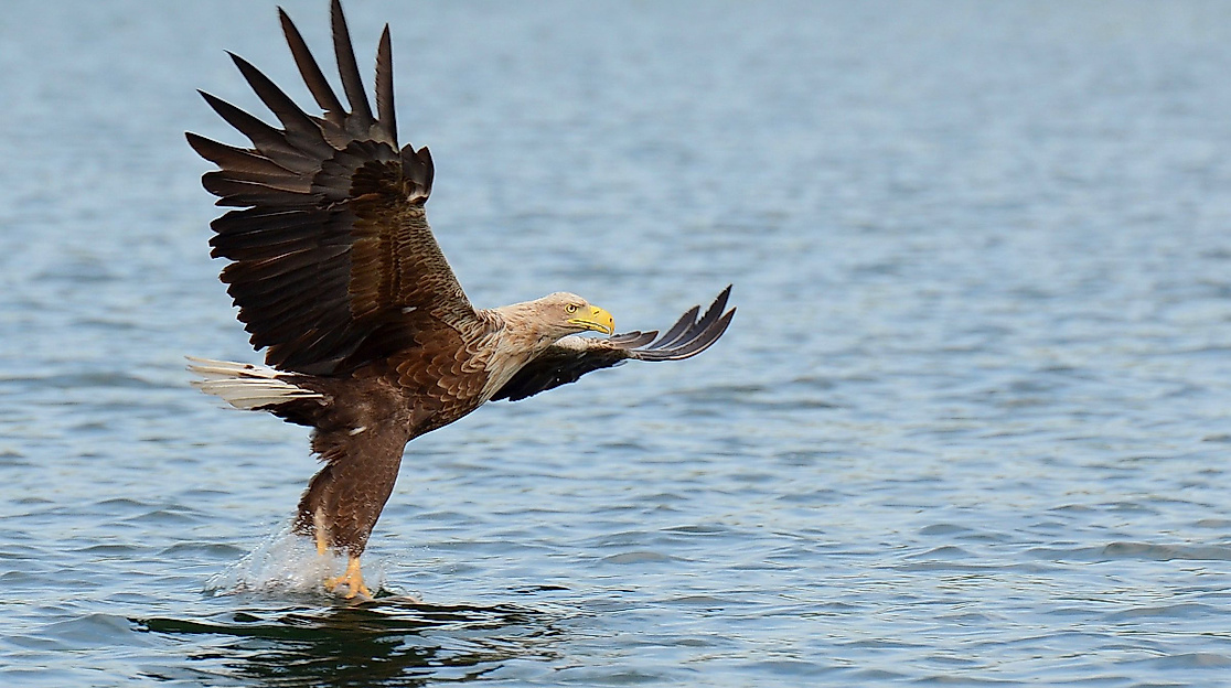 Führung: Die Vogelwelt im Meldorfer Speicherkoog