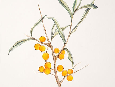 26-01-15 Zartgrüne Andachten Sanddorn ArsFlore