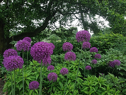 13495545_531001277084584_63842898085509703_o