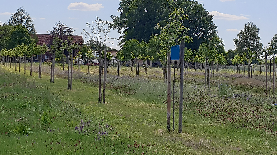 Streuobstwiese2