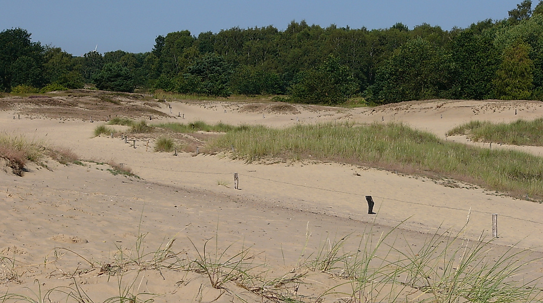 boberger-duenen_c-infohaus-boberg-loki-schmidt-stiftung_01