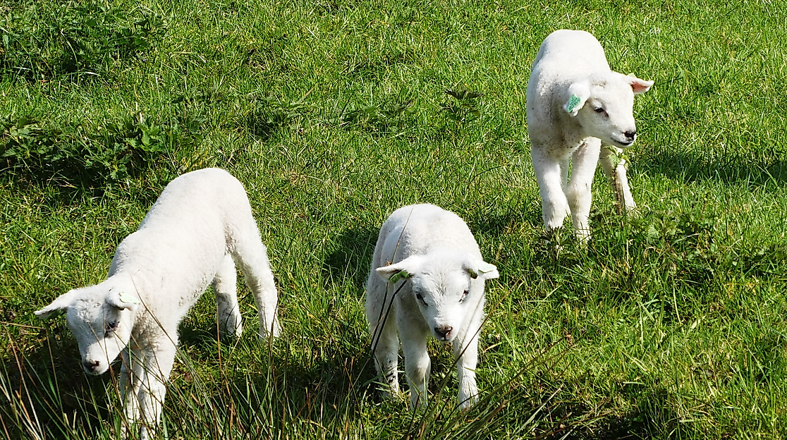 Easter lambs