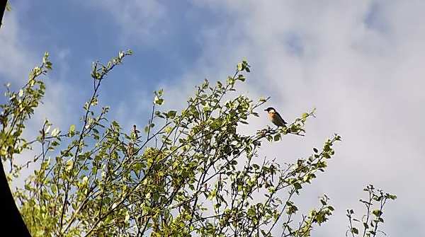 Vogelkundliche Moorbahnfahrt