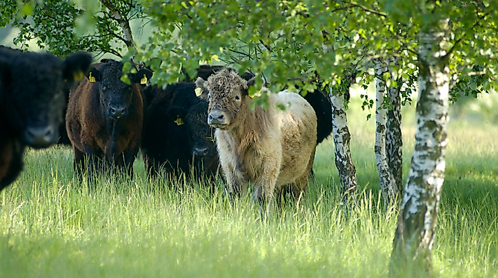 Rinder im NSG Höltigbaum