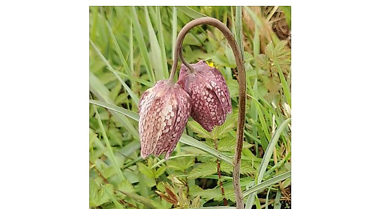 Radtour zur Schachbrettblume