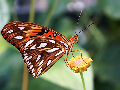 Schmetterling auf Blume