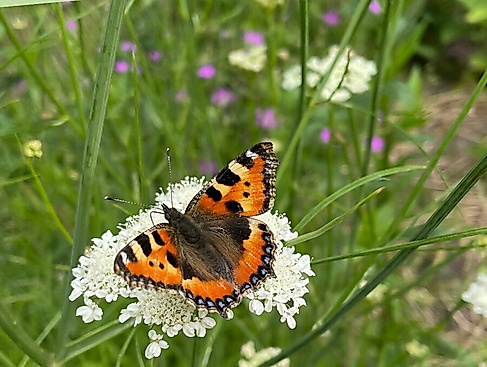 Vielfalt erleben - Gestalte dein Schmetterlingsgarten_Lena Winkelmann_ BUND
