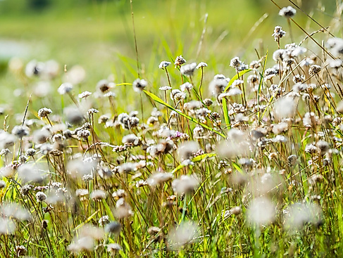 Naturrallye an der Naturschutzstation Dummersdorfer Ufer