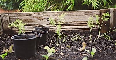 Urban Gardening