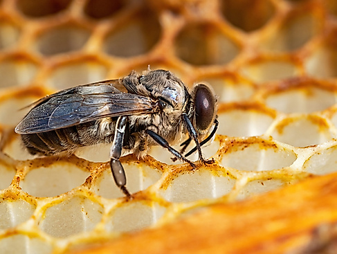 Honigbiene auf der Wabe