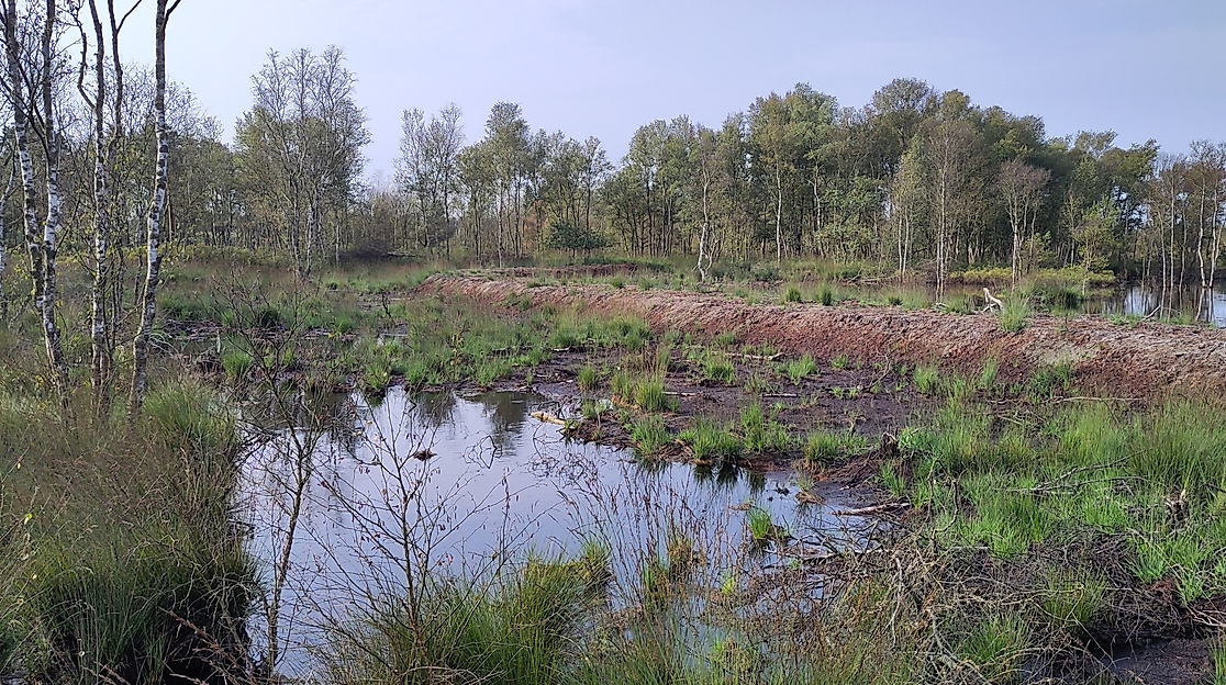 Wiedervernässung im Bokeler Moor