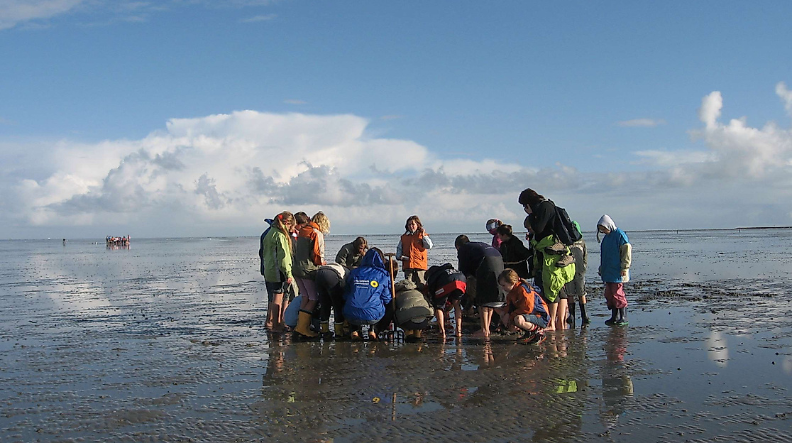 Das Watt mit den Augen der Zugvögel erleben