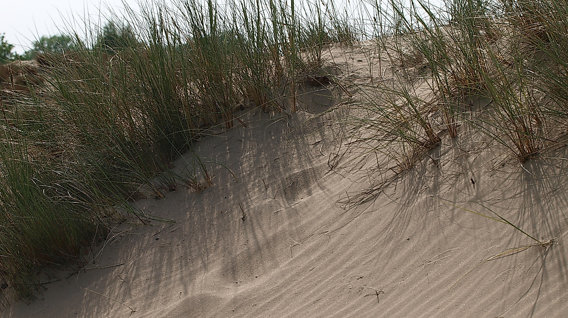 boberger-duenen_c-infohaus-boberg-loki-schmidt-stiftung_03