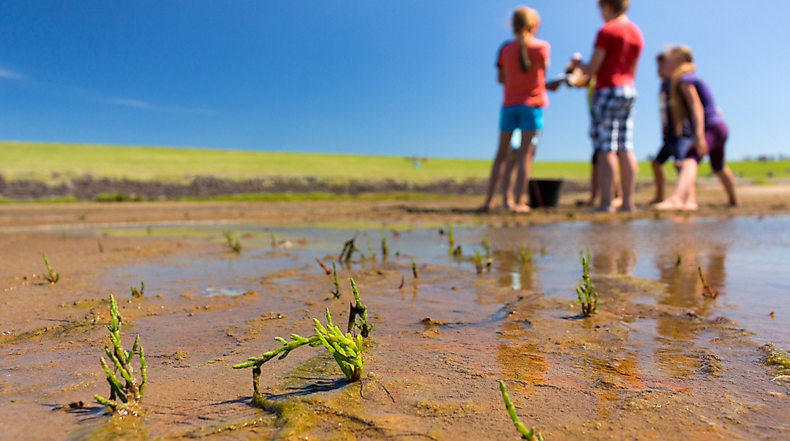 ©Adam_Schnabler_2_WaWa