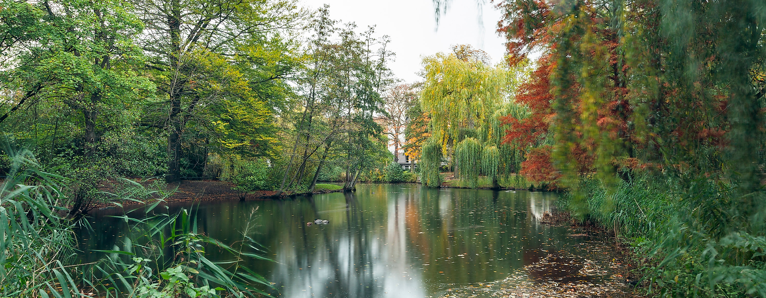 Ruhiger Teich im Eimsbütteler Park, umgeben von dichtem, herbstlich gefärbtem Baumbestand