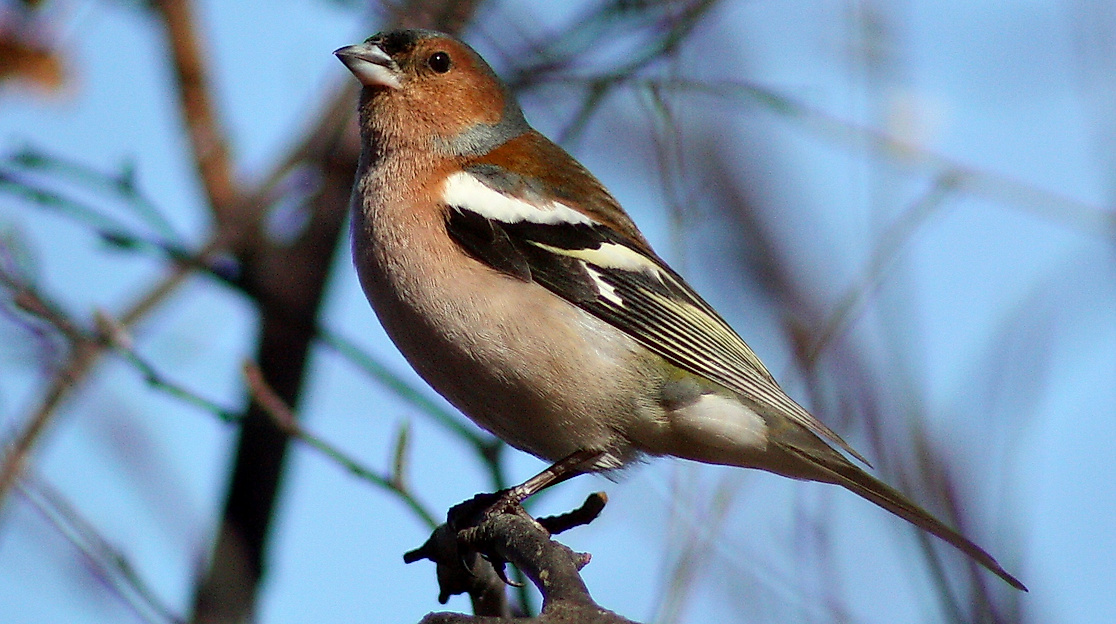 Fringilla_coelebs_Oulu_20110418