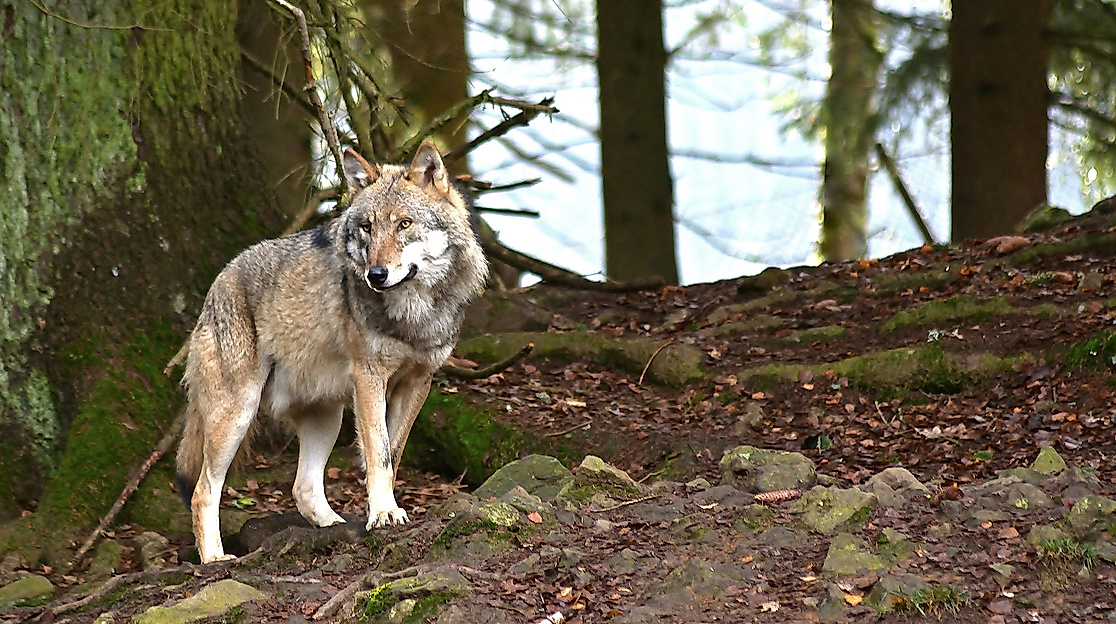 Fräulein Brehms Tierleben: Der Wolf