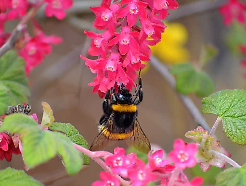 hummel-pixabay-neelam279