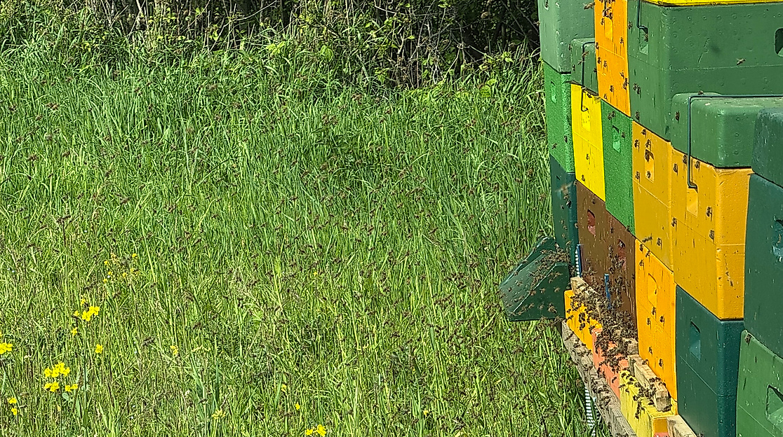 Bienenstand im Raps