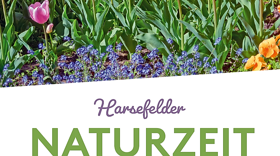 Pilzführung im Rahmen des Harsefelder Naturzeitprogramms