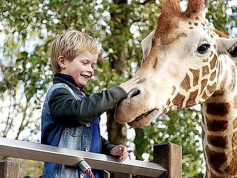 Mein Freund die Giraffe