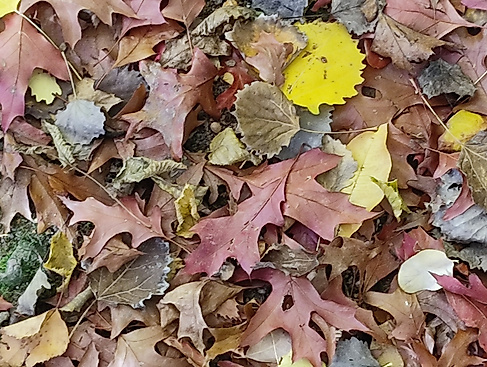 Aktionstag auf dem Niendorfer Friedhof