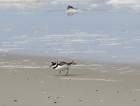 Von Kindern für Kinder - die Vogelwelt entdecken!