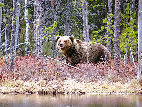 Braunbär in Lappland