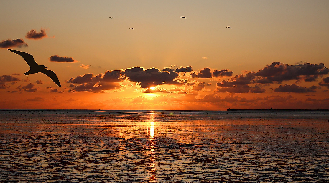 Sonnenuntergang über der Nordsee mit goldener Wasseroberfläche und fliegender Möwe vor Wolkenhimmel